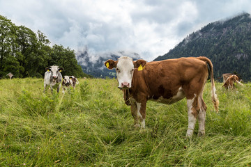 Fototapeta na wymiar Cows grazing in hight altitude in the Allgau. Bavaria. Germany.