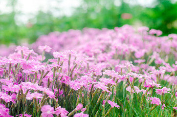 Fototapeta premium beautiful spring flowers Rose Maiden Pinks growing in the garden on a sunny day, background for design, natural wallpaper