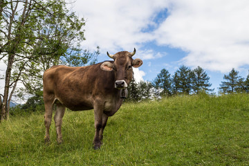 Naklejka na ściany i meble Cows grazing in hight altitude in the Allgau. Bavaria. Germany.