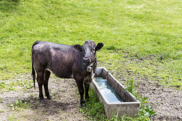 Cows at a waterhole in high altitude.