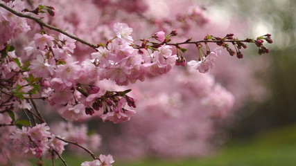 cherry blossom blooming in spring