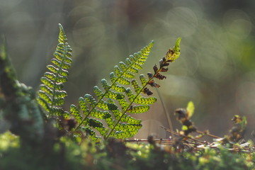 fern leaves back lit by the sun in a forest