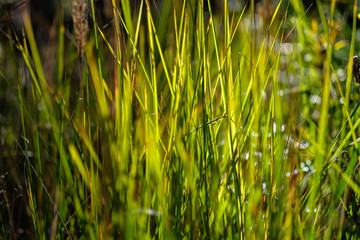 green foliage in early autumn with blur background