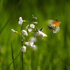 butterfly flying to a blooming flower in search of pollen