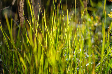 green foliage in early autumn with blur background