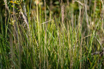 green foliage in early autumn with blur background