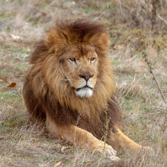 Naklejka na ściany i meble Lion (Panthera leo)