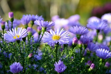 Obraz premium Bright purple asters novae-angliae in the autumn garden enjoyed the sun.
