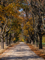 country gravel road in autumn colors with tree alley way on both sides