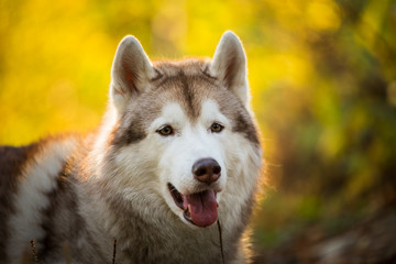Close-up Portrait of cute Beige and white dog breed Siberian Husky lying in fall on a bright forest background.