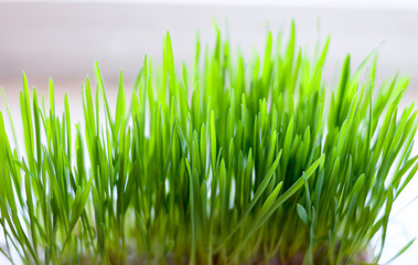 Fototapeta premium Grass for cats, grass bush to feed the animal.