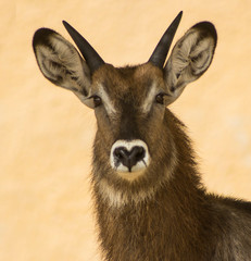 A nice front image of a water buck.
