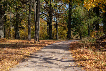 country gravel road in autumn colors with tree alley way on both sides