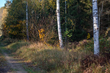 country gravel road in autumn colors in fall colors