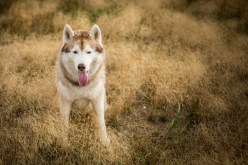 Obraz premium Portrait of cute beige and white siberian husky dog with brown eyes sitting in the grass at sunset