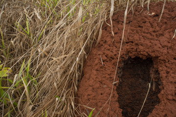 A clay cavern. This photograph was taken in Rio Claro, São Paulo, Brazil in 2018.