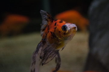 Fish