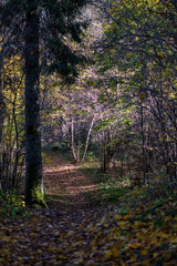 Obraz premium natural tourist trail in woods in late autumn