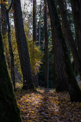 natural tourist trail in woods in late autumn
