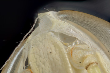 mue de criquet égyptien 