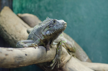 Obraz premium Lizard