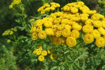 Yellow tansy flowers in the meadow, closeup