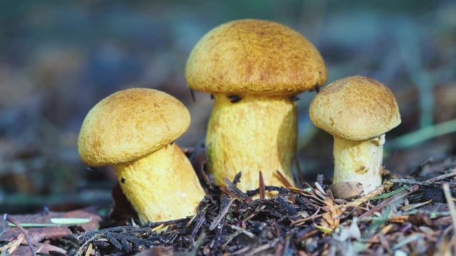 Three yellow bolete fungi covered in flies