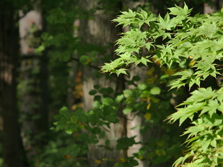green leaves of a tree