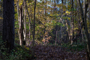 Obraz premium natural tourist trail in woods in late autumn