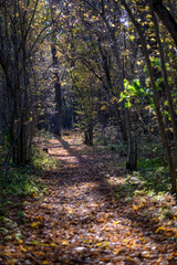 natural tourist trail in woods in late autumn