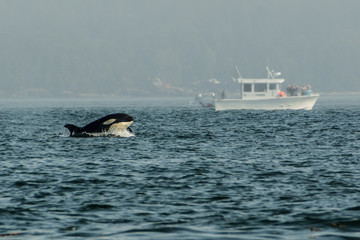 Fototapeta premium Killer whales, Vancouver Island
