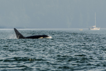 Fototapeta premium Killer whales, Vancouver Island