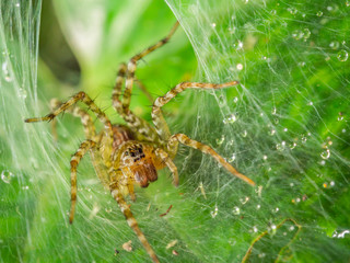 Macro photography of spider with drops and blurry green leaf.