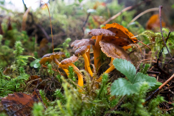 Craterellus lutescens, or Cantharellus lutescens or Cantharellus xanthopus or Cantharellus aurora, commonly known as Yellow Foot, is a species of mushroom. Growing in the forest outdoors in autumn.