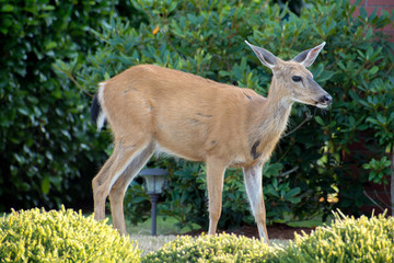 Deers in the garden, Vancouve Island, Victoria