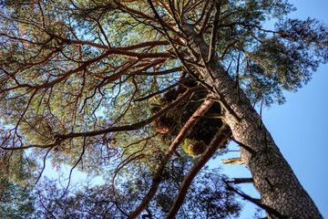 natural tourist trail in woods in late autumn