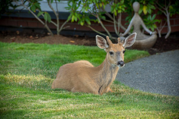 Naklejka na ściany i meble Deers in the garden, Vancouve Island, Victoria