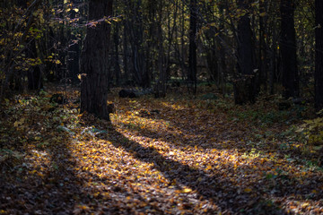 natural tourist trail in woods in late autumn