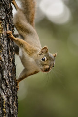 curious squirrel climbing down a tree