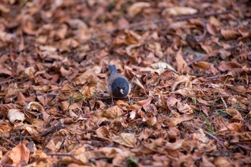 Dark-Eyed Junco (Junco hyemalis)