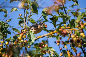 American robin (Turdus migratorius)