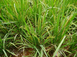 green field background,rice farm organic