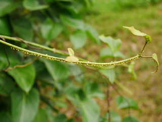 drops on a leaf,background nature plant