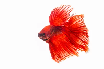 Schilderijen op glas The moving moment beautiful of red siamese betta fish or splendens fighting fish in thailand on isolated white background. Thailand called Pla-kad or biting fish. © Soonthorn