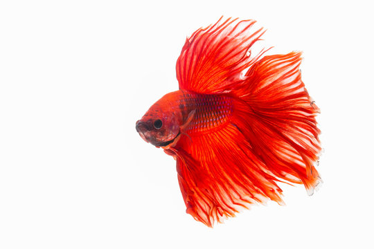 The moving moment beautiful of red siamese betta fish or splendens fighting fish in thailand on isolated white background. Thailand called Pla-kad or biting fish.