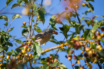 American robin (Turdus migratorius)