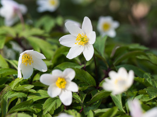 Anemone nemorosa - spring flower blooming in the forest
