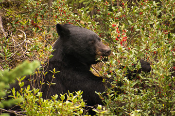 Obraz na płótnie Canvas Black bear, Jasper national Park