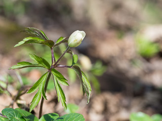 Anemone nemorosa - spring flower blooming in the forest
