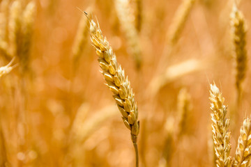 Closeup photo of the ripe yellow wheat ear